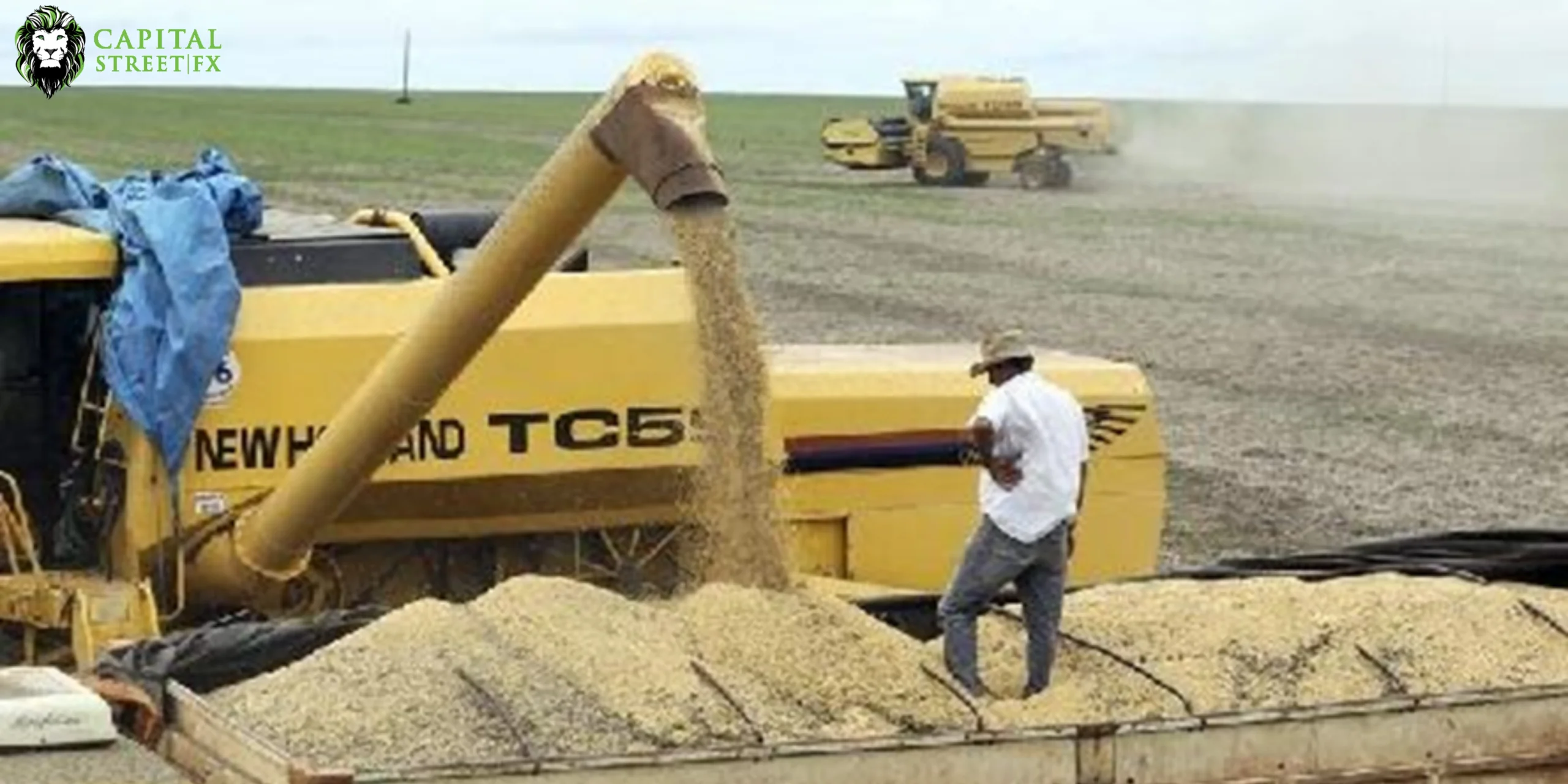 US wheat