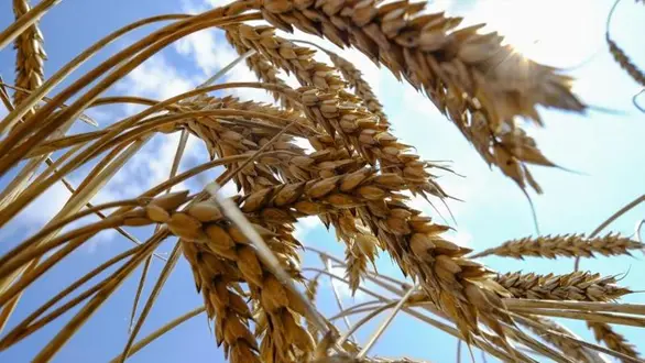 wheat